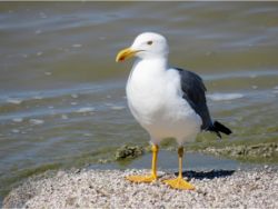 Yellow-footed Gull